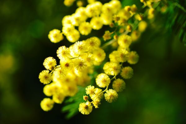 naturaleza,rama,flor,planta,luz de sol,fotografía