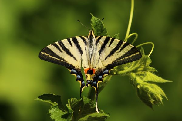 natură,aripă,fotografie,frunze,floare,animal