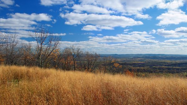 peisaj, copac, natură, pădure, iarbă, orizont