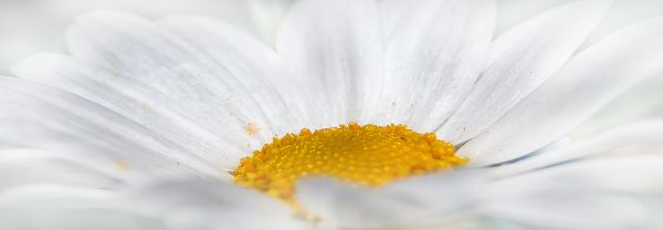 natur,blomma,växt,vit,fotografi,blomma