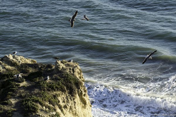 plaża, morze, Wybrzeże, ocean, ptak, Wybrzeże