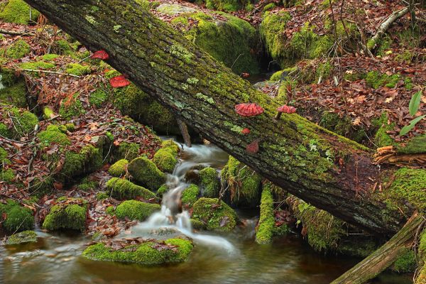 дърво, природа, гора, рекичка, вода, водопад