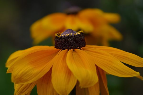 Natura,roślina,fotografia,kwiat,płatek,pyłek