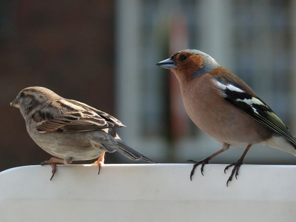 nature, bird, animal, wildlife, beak, food