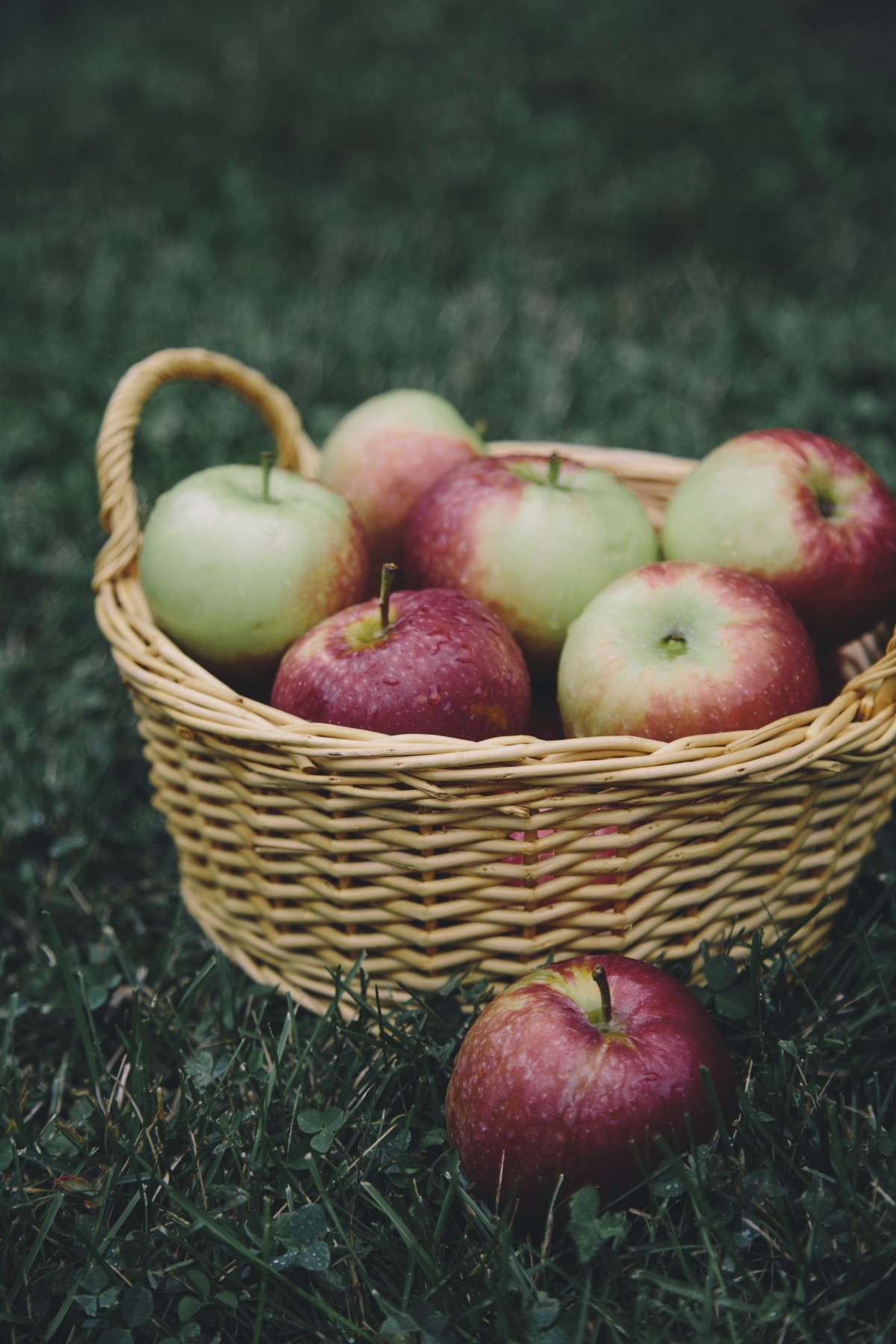 Pomme, plante, fruit, aliments, rouge, produire, panier, en bonne santé, noix de coco, la cueillette des pommes, pommes, plante à fleurs, Rose famille, Photographies, Plante terrestre