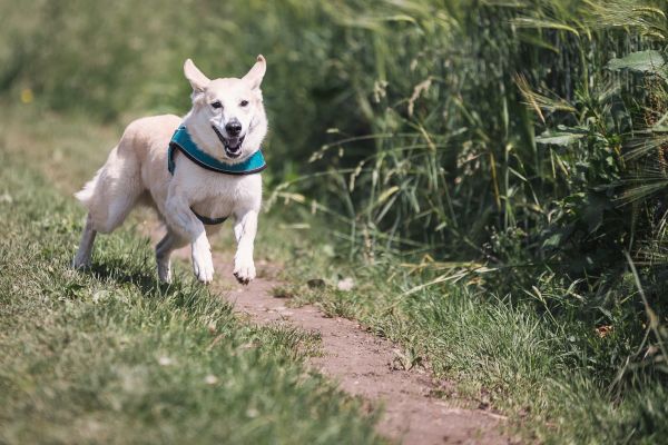 løpe,gress,plen,spille,valp,hund