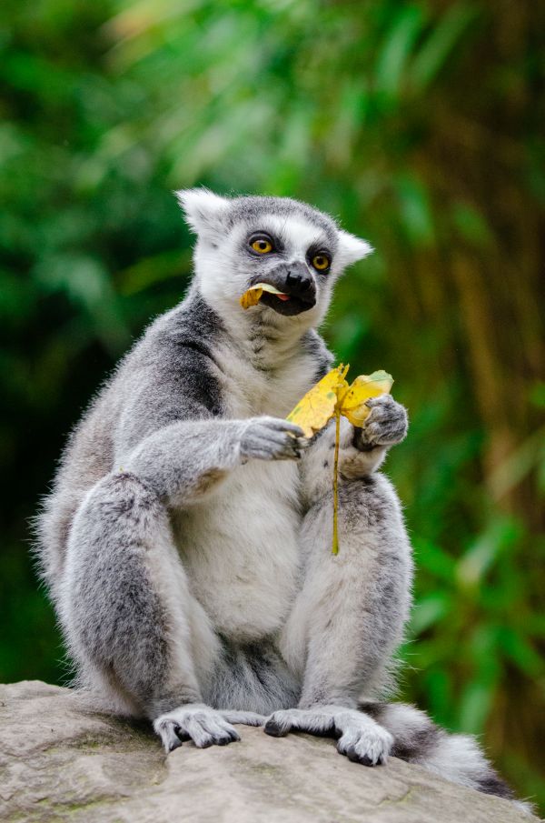 tree, nature, bokeh, ring, feet, animal