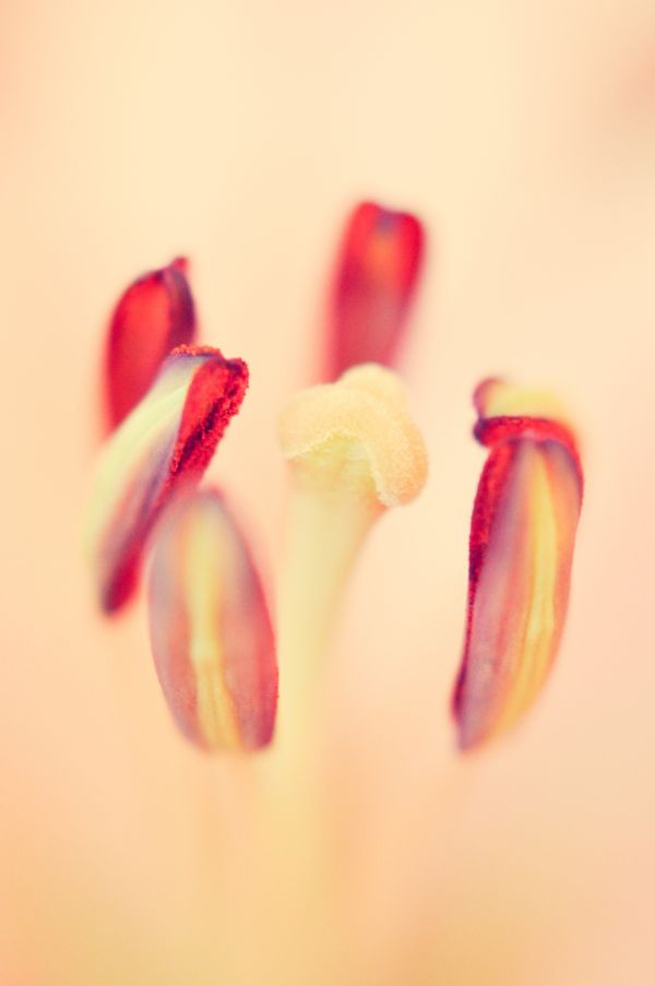 hånd, natur, anlegg, fotografering, blomst, petal