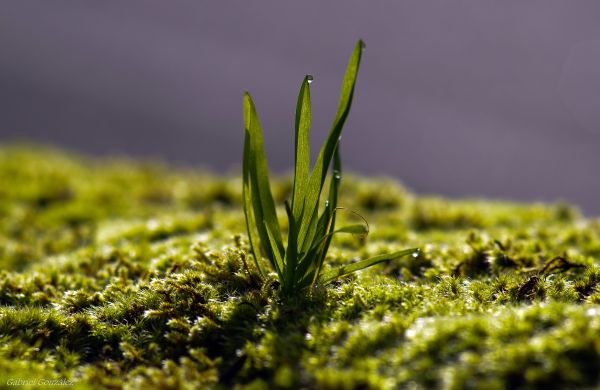 nature,grass,plant,lawn,meadow,sunlight