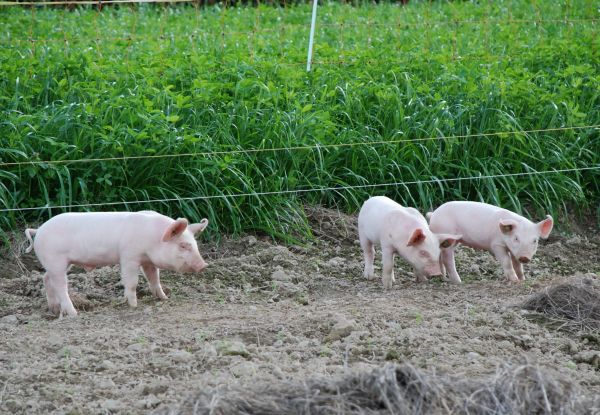 gras, farm, weide, zoet, schattig, jong