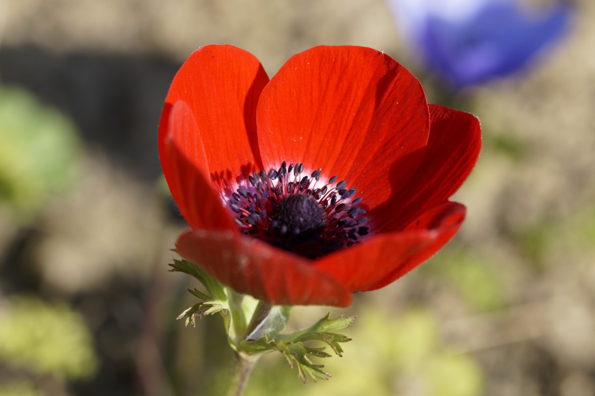 natur, blomma, växt, blomma, kronblad, blomma, röd, botanik, stänga, flora, vild blomma, vild blomma, närbild, vallmo, anemon, coquelicot, makrofotografering, blommande växt, växtstemen, mark växt, vallmo familj