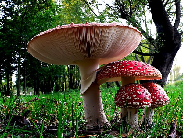 natureza,floresta,folha,flor,árvore,gramado