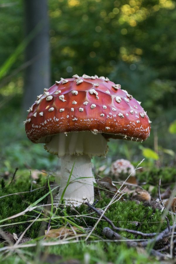 natuur,Bos,buitenshuis,fabriek,bloem,blad