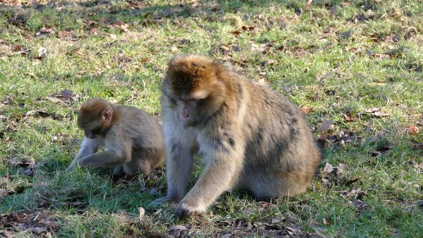 príroda, zviera, zver a rastlinstvo, divoký, zoologická záhrada, vonkajšie