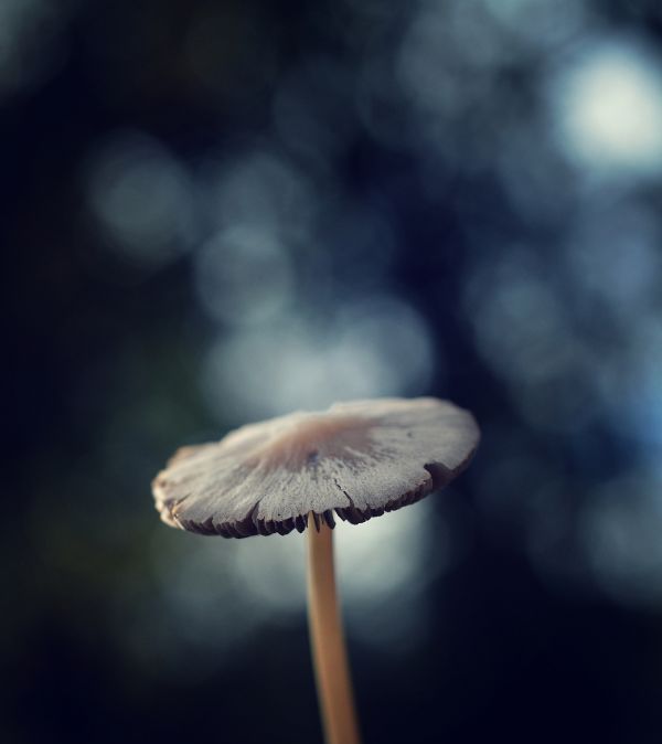 nature,forest,sunlight,cloud,flower,atmosphere