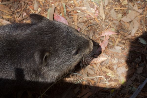 wildlife, zoogdier, fauna, gewerveld, buideldier, Rat