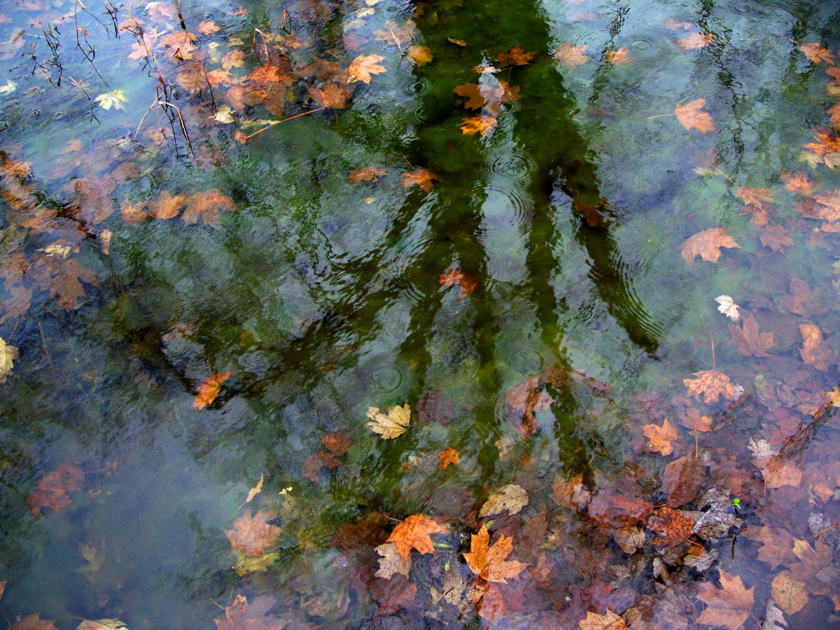 tre, vann, natur, anlegg, blad, blomst, dam, speilbilde, fredelig, høst, rolig, årstid, stille vann, maleri, flate, blader, sesonger, reflekterende, sesong, refleksjoner, fortsatt, fallen, akvarellmaling, impresjonistisk, woody plante