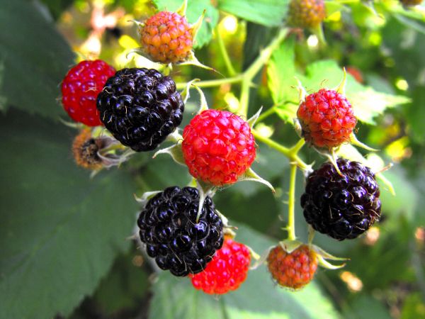 plante,framboise,fruit,baie,fleur,aliments