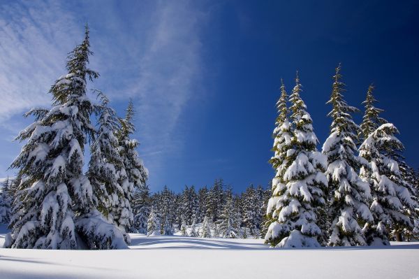 albero,natura,ramo,paesaggio,foresta,montagna