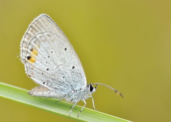 Natur,Flügel,Fotografie,Insekt,Makro,Schmetterling