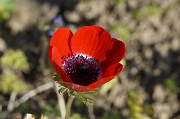 natur, blomst, plante, blomst, kronblad, flor