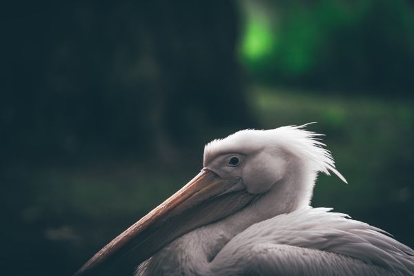 pájaro,ala,blanco,pelícano,ave marina,fauna silvestre