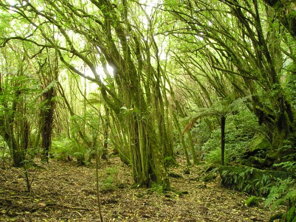 boom, natuur, Bos, fabriek, zonlicht, blad