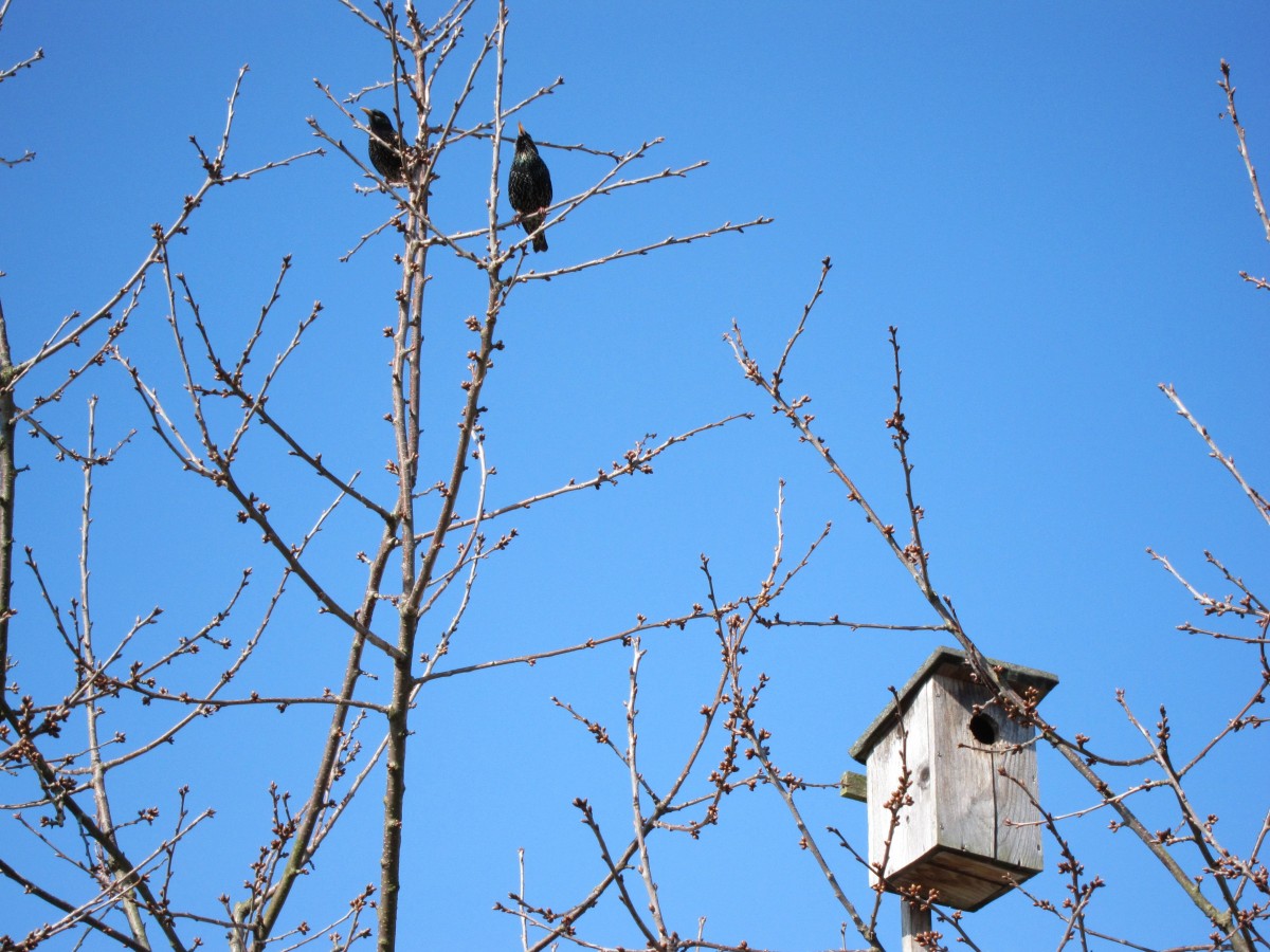 arbre, la nature, branche, hiver, oiseau, clôture, ciel, fleur, vent, bûche, l'automne, brindille, des oiseaux, branches, paire, nid, volière, couvoir, mangeoire pour les oiseaux, Lieu de nidification, Niche, Einflugloch, Aide à la nidification, bien-être animal, incubateur, Structure extérieure, Oiseau perchoir