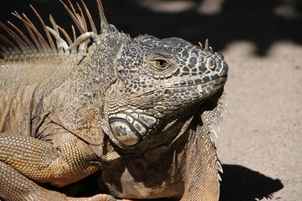 animal,wildlife,reptile,scale,iguana,fauna