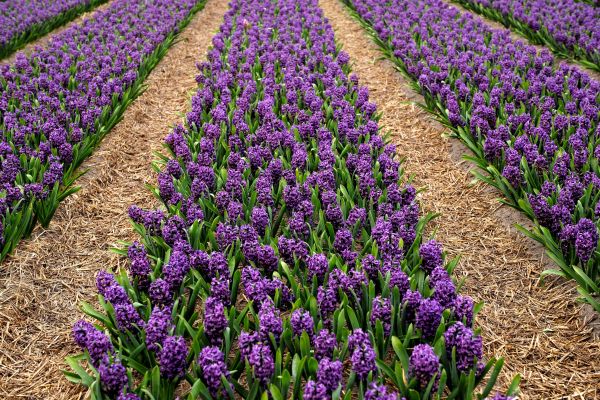 fabriek,veld-,bloem,Purper,tulp,de lente