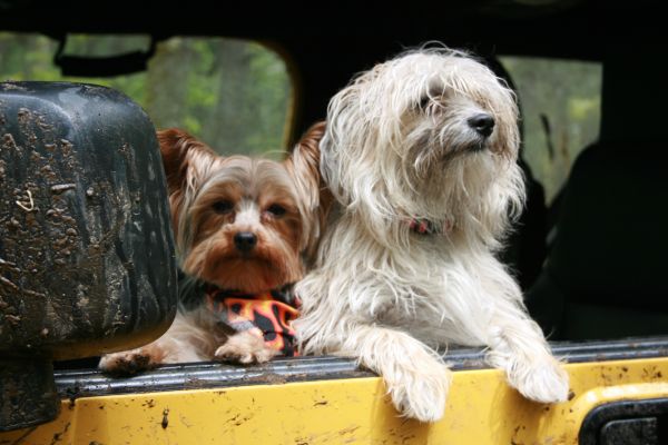 子犬,犬,動物,可愛い,イヌ,車