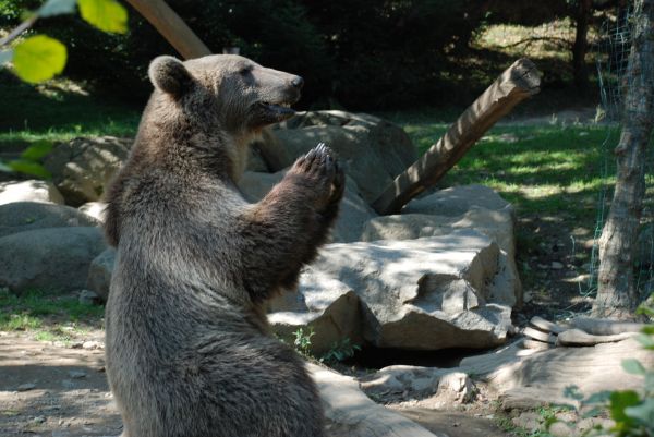 bear, wildlife, wild, zoo, mammal, brown