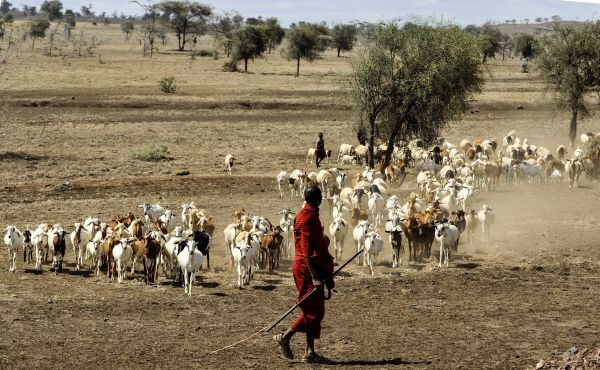 natur,mennesker,flokk,husdyr,Afrika,jordbruk