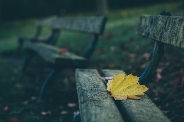 natur,bänk,blad,träd,fotografi,solljus