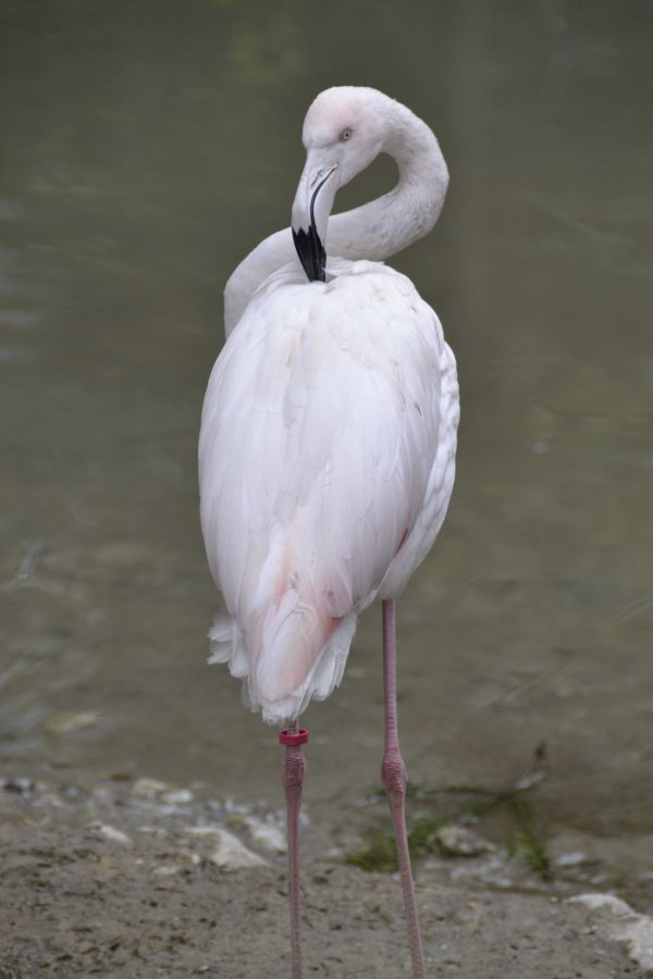 pasăre, aripă, animale sălbatice, grădină zoologică, natură, animal