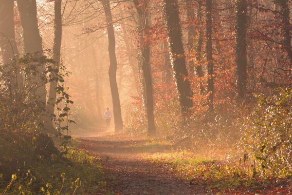 landscape, tree, nature, forest, path, wilderness