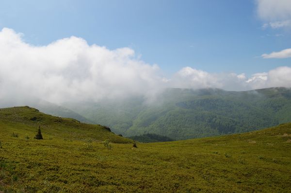 landscape, tree, nature, grass, wilderness, mountain