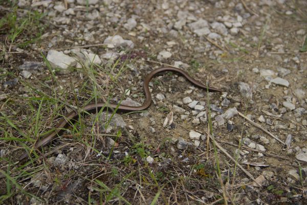 természet, vadvilág, hüllő, fauna, kígyó, talaj