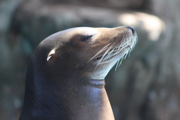 natur, dyreliv, pattedyr, fauna, sjøløve, nebb