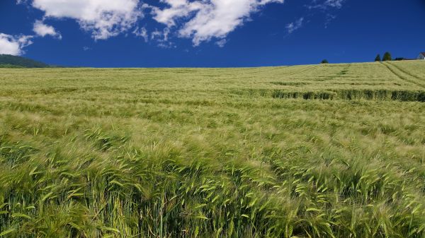 grass, horizon, marsh, plant, landscape, nature