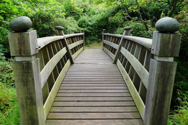 風景,自然,森林,木材,ブリッジ,屋外