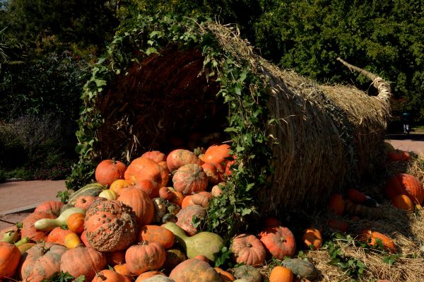 floare,portocale,legume şi fructe,vegetal,toamnă,copac