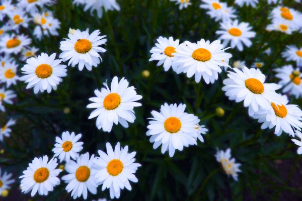 blomst,blomstrende plante,Tusenfryd,prestekrage,marguerite daisy,Chamaemelum nobile