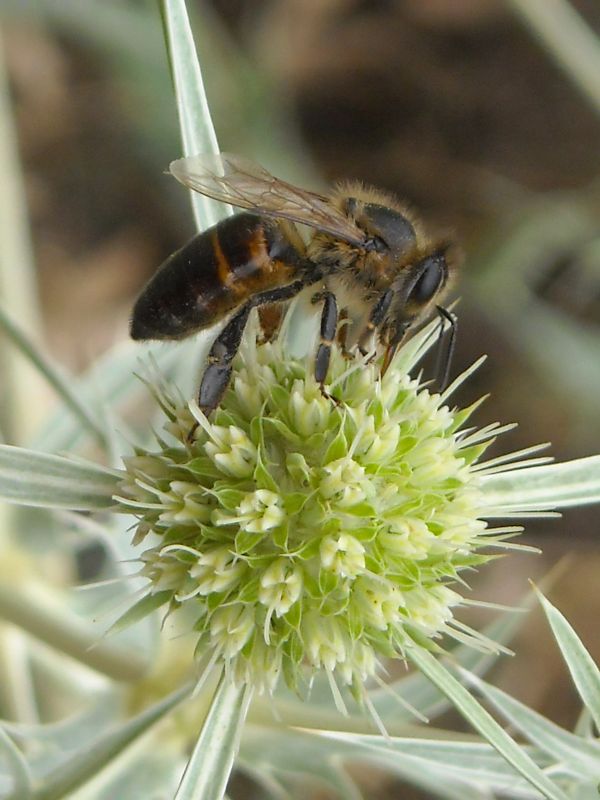 Pflanze,Blume,blühen,Honig,Sommer-,Arbeit