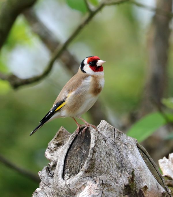 la nature,branche,oiseau,faune,le bec,coloré