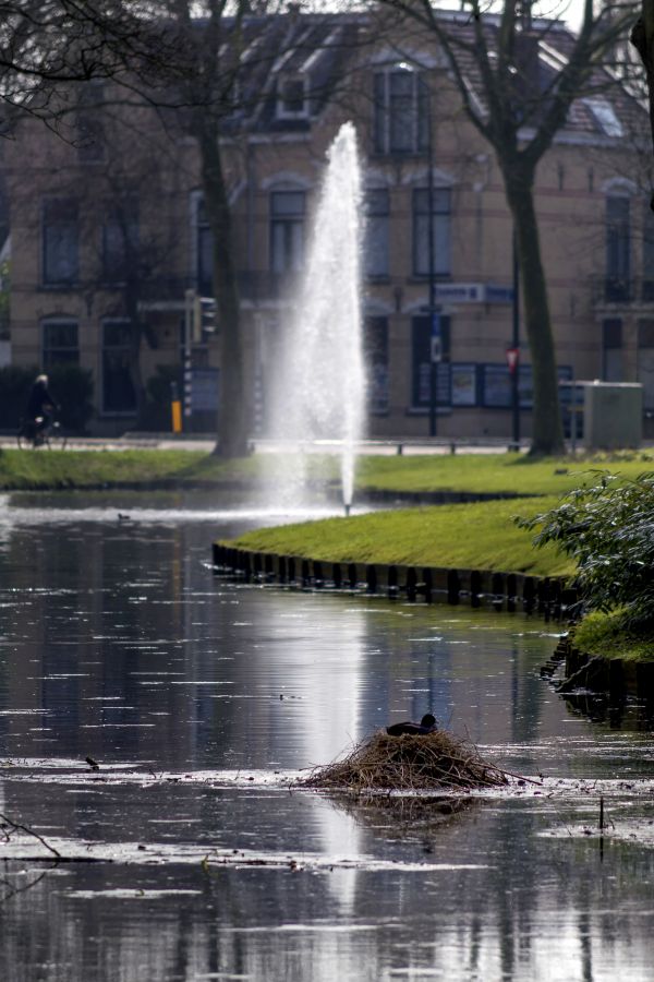 strom,voda,vonkajšie,architektúra,budova,fotografie