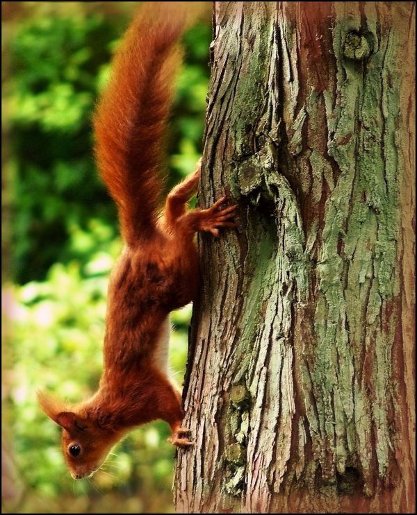 tree,nature,branch,animal,hair,trunk