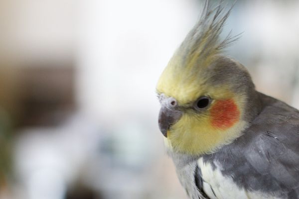 lintu,siipi,villieläimet,nokka,eläimistö,lovebird