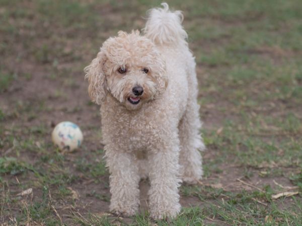 chiot,chien,animal de compagnie,mammifère,blanc,ami