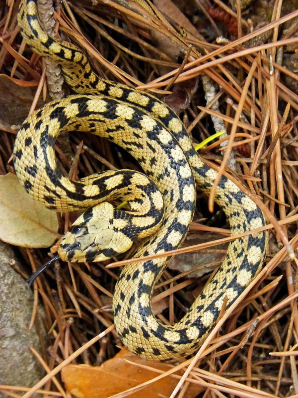 natura, rettile, fauna, serpente, foresta, giallo